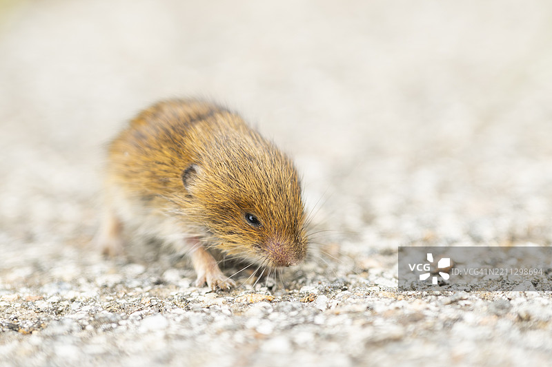 年轻的林木鼠（Apodemus sylvaticus）在德国巴伐利亚的森林小径上，初夏时节。图片素材