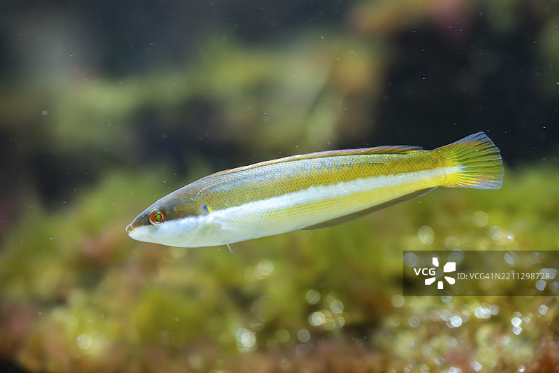 地中海彩虹鱼（Coris julis）在水下，圈养，德国，欧洲图片素材