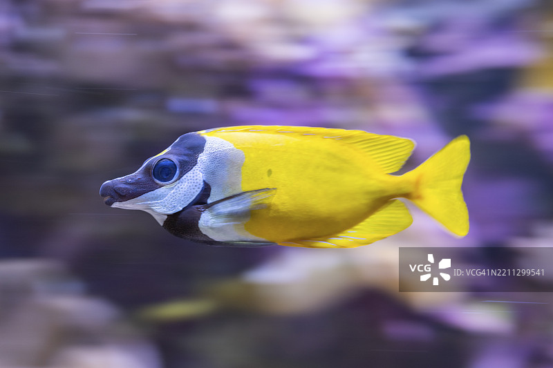 黄色长鼻蝴蝶鱼或镊子蝴蝶鱼（Forcipiger flavissimus）在水下游泳，圈养，德国，欧洲图片素材