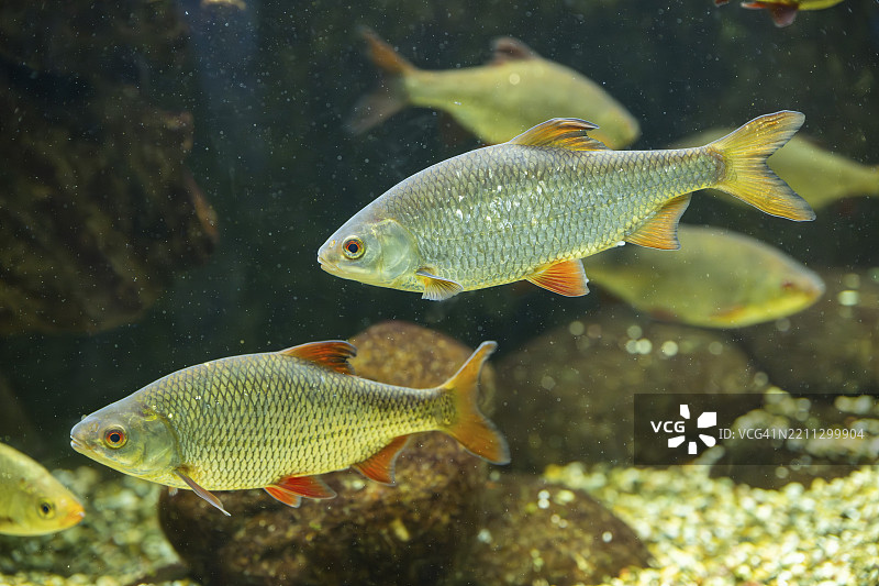 普通红眼鲤(Scardinius erythrophthalmus)在水下游泳,德国巴伐利亚,欧洲图片素材