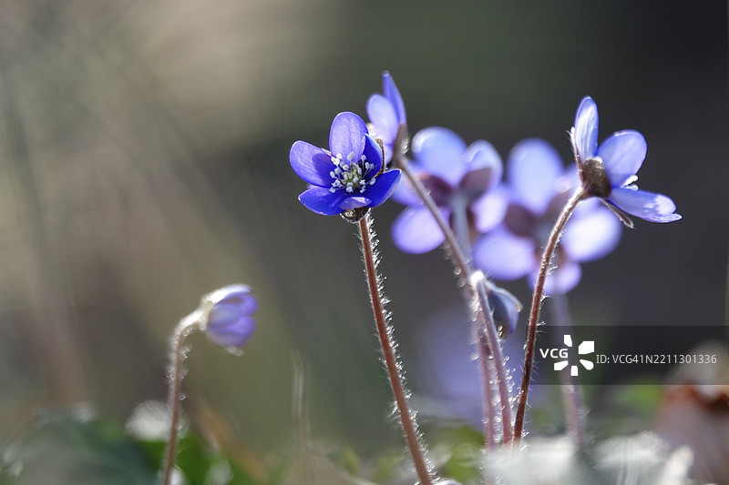 肝wort（Hepatica nobilis），三月底，梅克伦堡-前波美拉尼亚，德国，欧洲图片素材