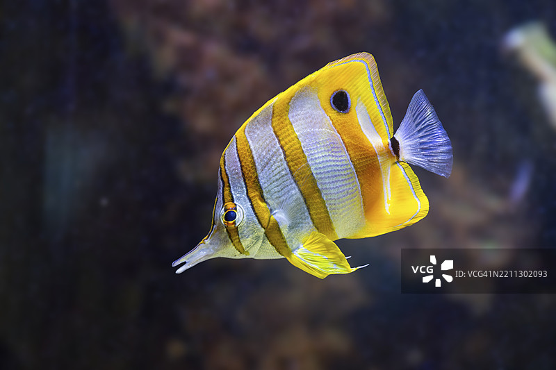 铜带蝴蝶鱼（Chelmon rostratus）在水下游泳，圈养，德国，欧洲图片素材