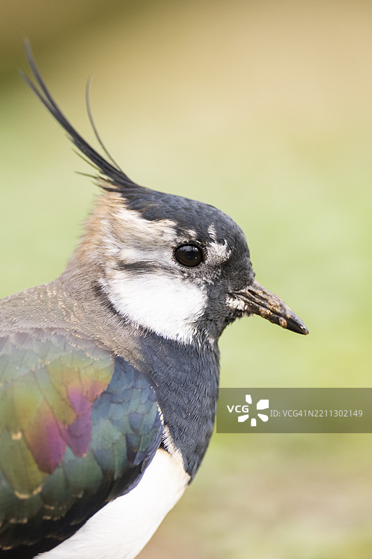北方燕鸥（Vanellus vanellus）站在德国巴伐利亚的草地上，欧洲图片素材