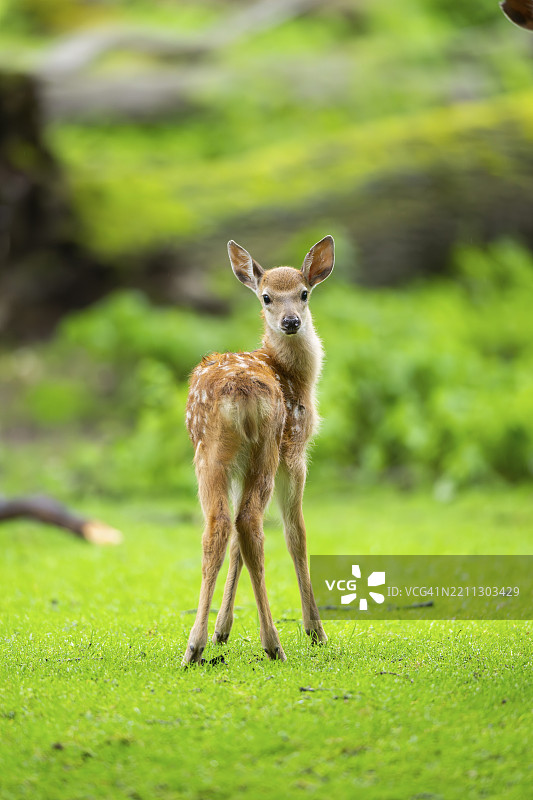 巴伐利亚，德国，欧洲的梅花鹿（Cervus nippon）幼崽在草地上。图片素材