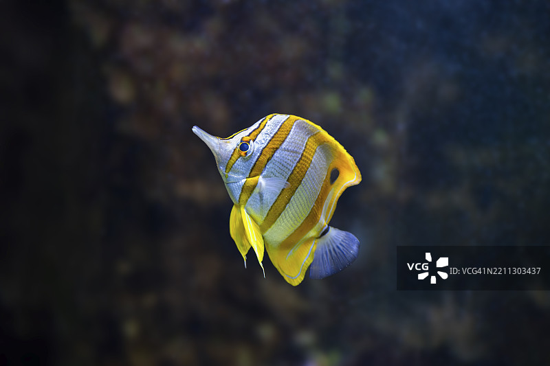 铜带蝴蝶鱼（Chelmon rostratus）在水下游泳，圈养，德国，欧洲图片素材