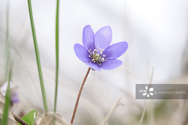 肝wort（Hepatica nobilis），三月底，梅克伦堡-前波美拉尼亚，德国，欧洲图片素材