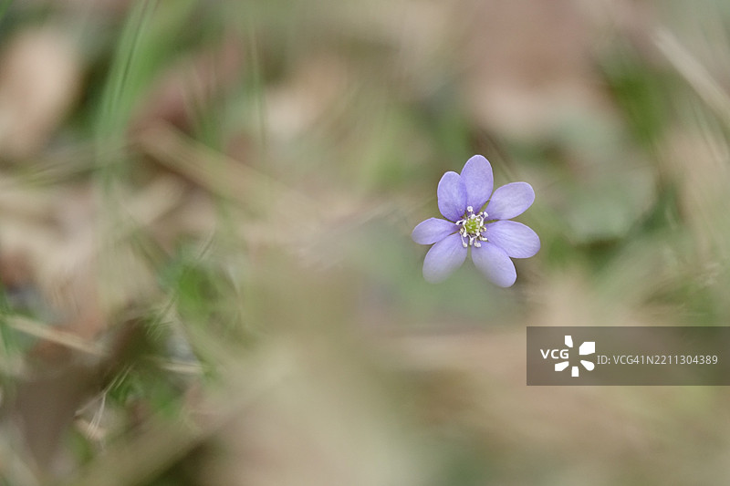 肝wort（Hepatica nobilis），三月底，梅克伦堡-前波美拉尼亚，德国，欧洲图片素材