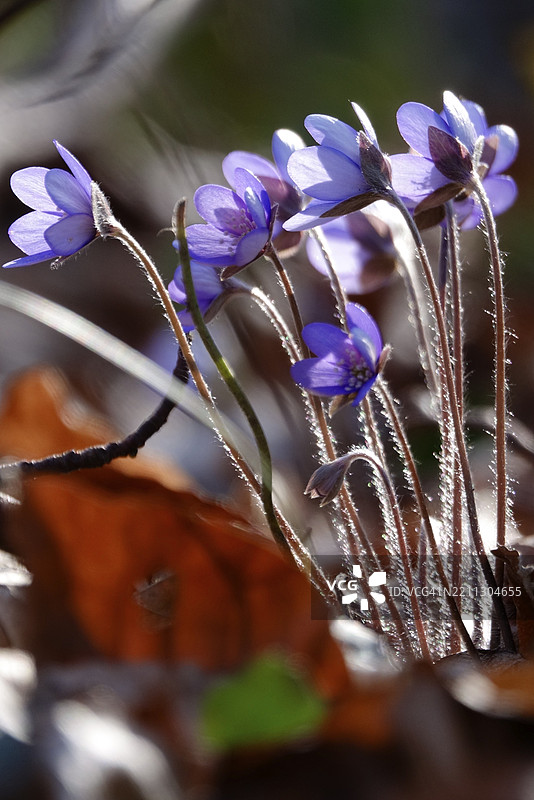 肝wort（Hepatica nobilis），三月底，梅克伦堡-前波美拉尼亚，德国，欧洲图片素材