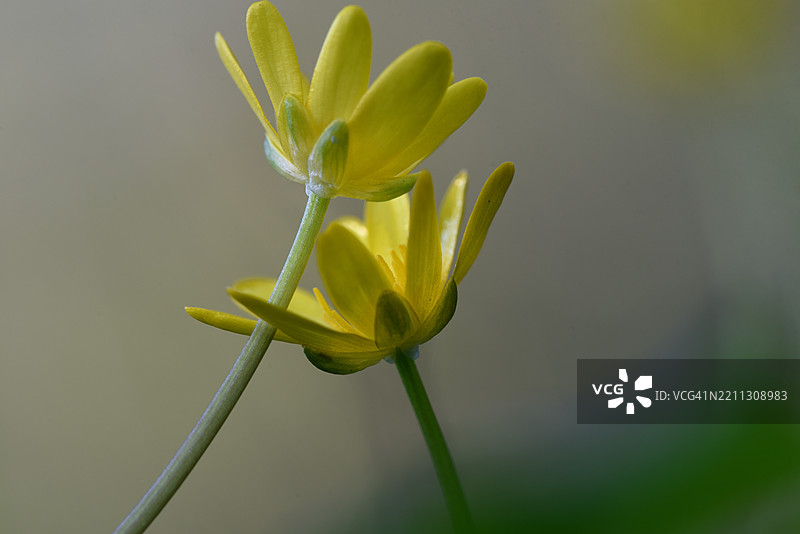 Ficaria verna图片素材