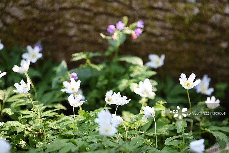 风信子图片素材