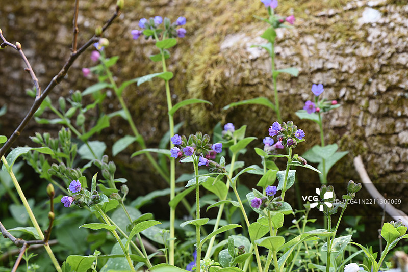 药用肺草图片素材