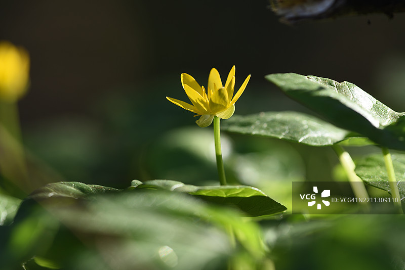 Ficaria verna图片素材