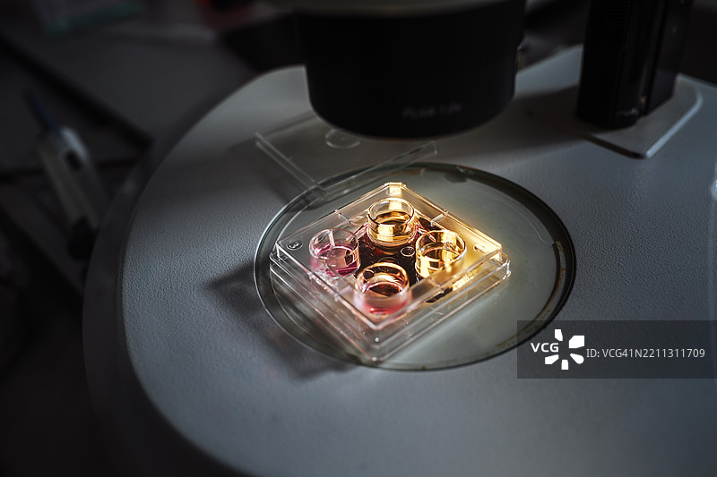 显微镜放置在一个透明的培养皿上，培养皿内有四个不同颜色的培养基孔，分别是粉色和黄色溶液。图片素材