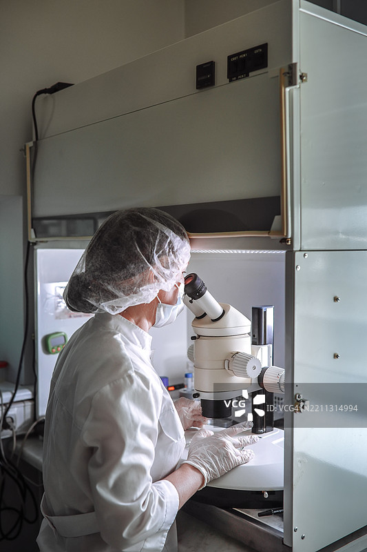 生育科学实践中，胚胎学家在实验室环境中准备培养板并评估精子样本。图片素材