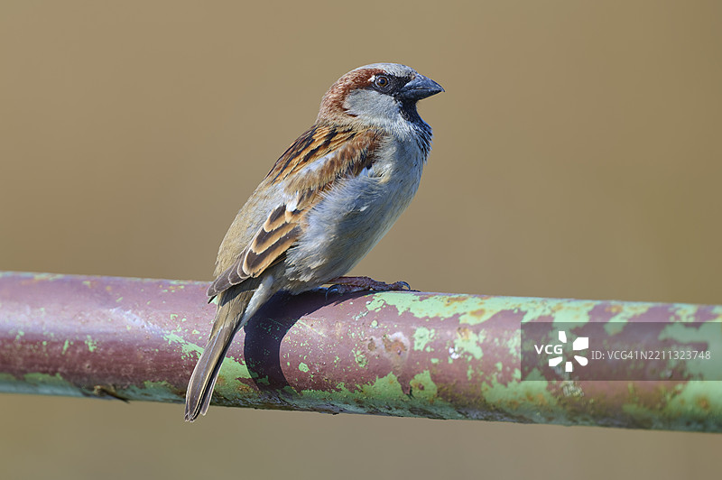 屋麻雀（Passer domesticus），栖息在栏杆上，春季，黑森州，德国，欧洲图片素材