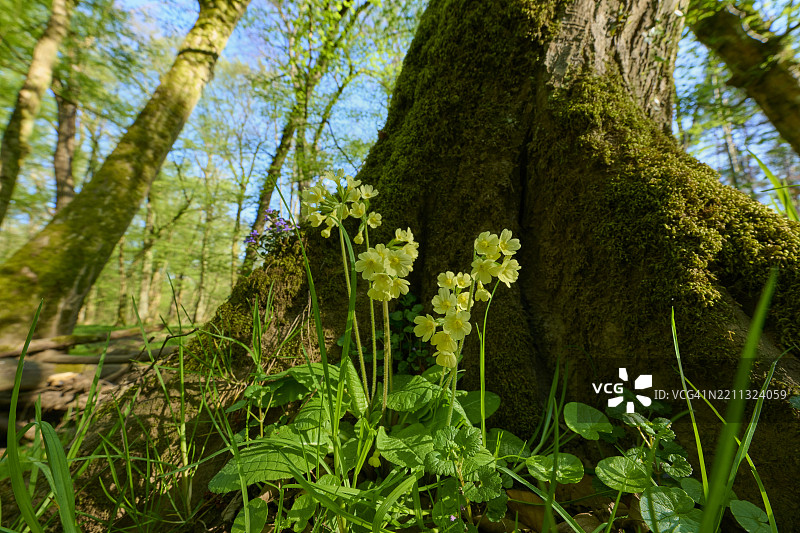 春季在洪泛森林中的高花报春（Primula elatior），德国黑森州哈瑙市的金齐高。图片素材