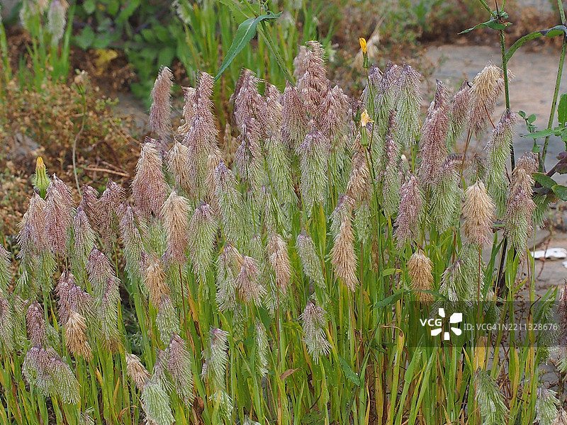 金顶草 (Lamarckia aurea)图片素材