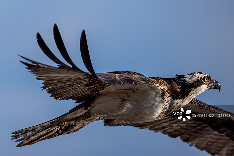 聚焦飞行中的鱼鹰，弗吉尼亚州沿海水域图片素材
