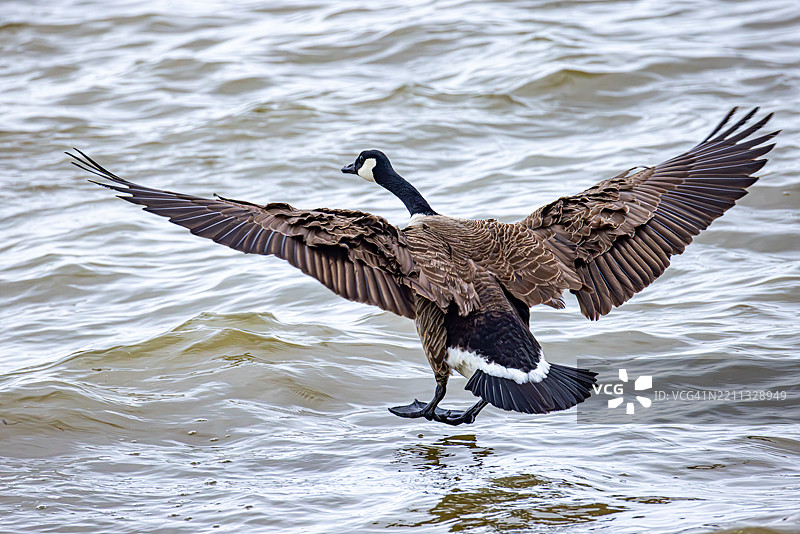 加拿大鹅展翅降落在水面上图片素材