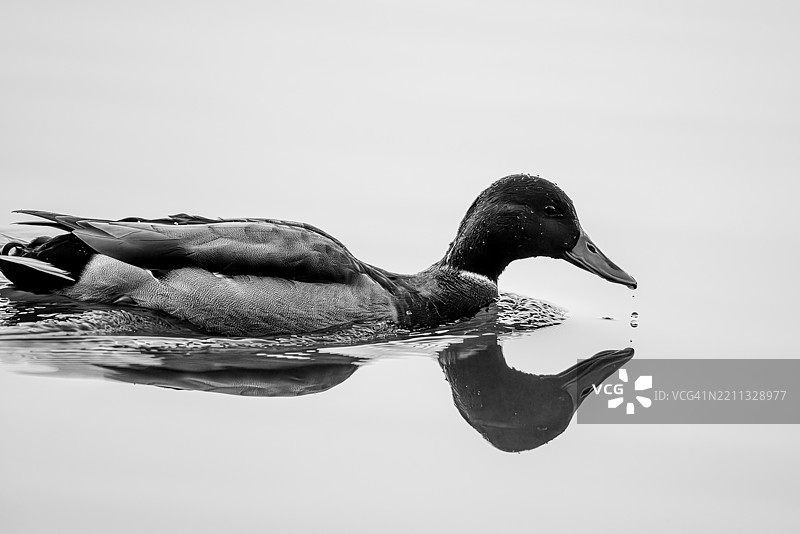 黑白色的绿头鸭研究，水滴倒影图片素材