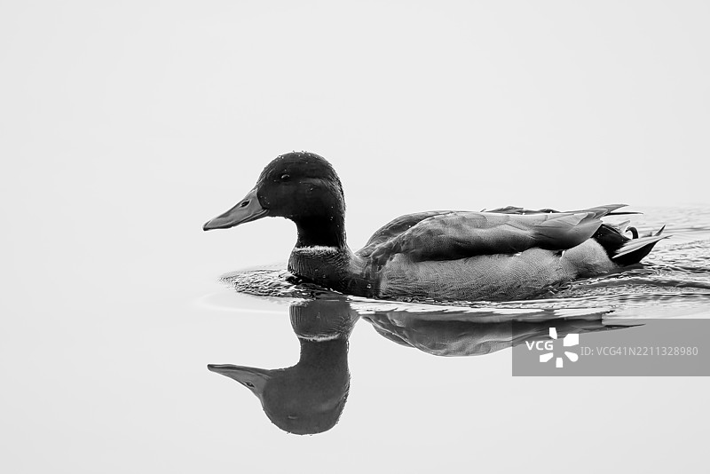 黑白肖像的雄性野鸭在静水中滑行图片素材