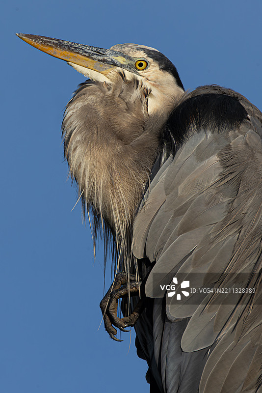 美国大蓝鹭警觉姿态特写图片素材