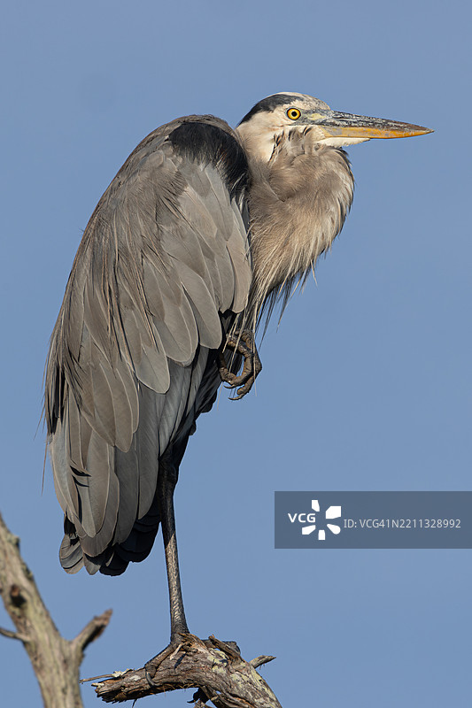 蓝鹭栖息在光秃的树枝上，背景是晴朗的天空图片素材