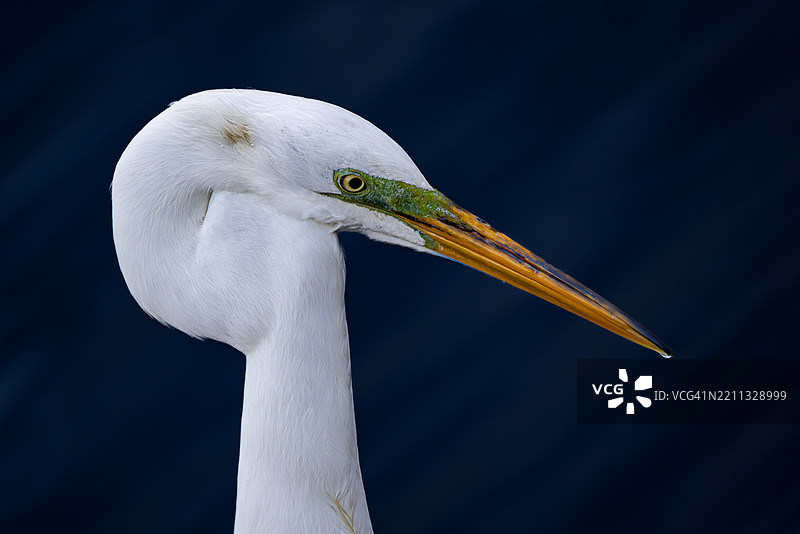 大白鹭侧面展示繁殖羽毛和绿色眼睑，美国图片素材