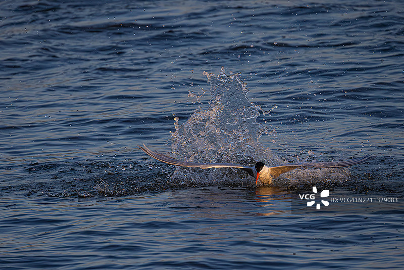 皇家燕鸥从捕鱼潜水中浮出水面 - 弗吉尼亚州詹姆斯河图片素材