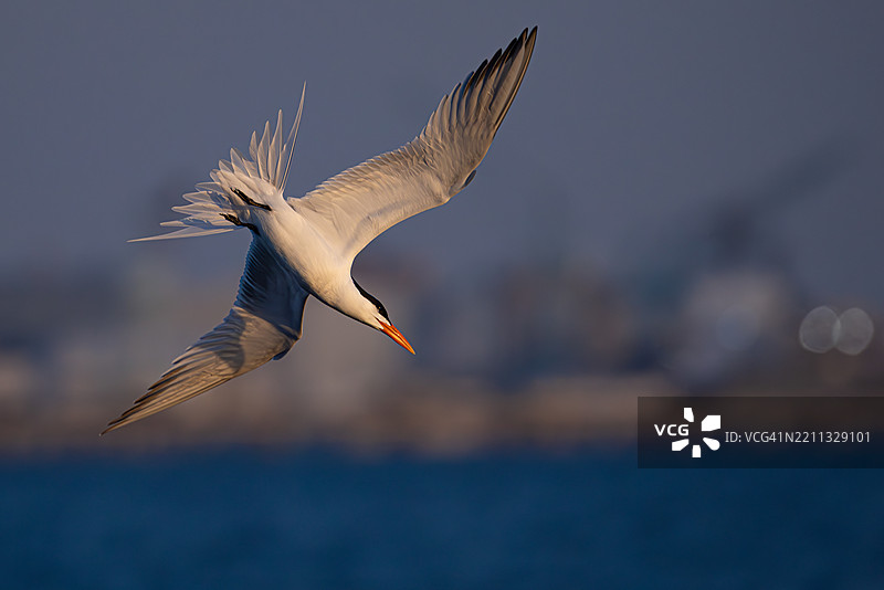 皇家燕鸥在弗吉尼亚州詹姆斯河上空盘旋图片素材