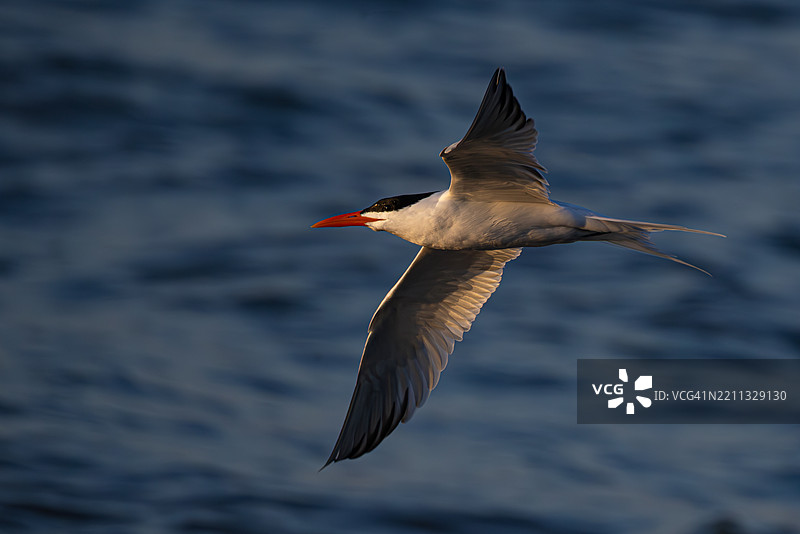 维吉尼亚海岸皇家燕鸥的精准飞行图片素材