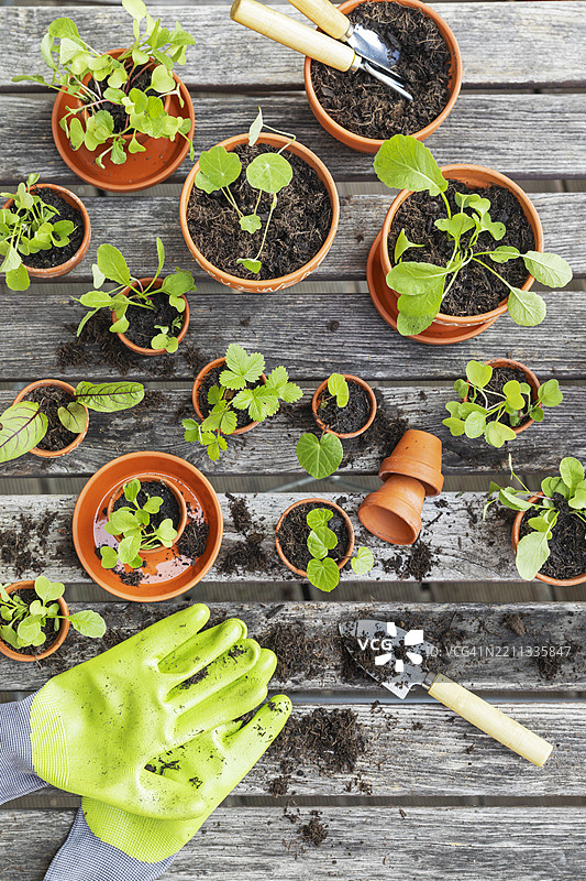 城市园艺的木桌上摆放着盆栽幼苗和园艺工具图片素材