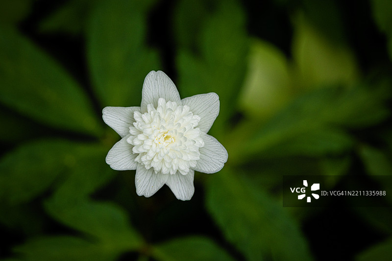'维斯塔尔'木兰花的特写图像图片素材