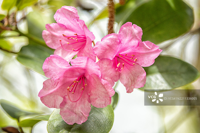 盛开的粉色杜鹃花特写图像图片素材