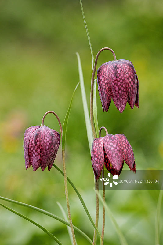 蛇头凤仙花的特写图像图片素材