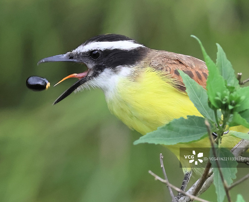 大黄鹂图片素材