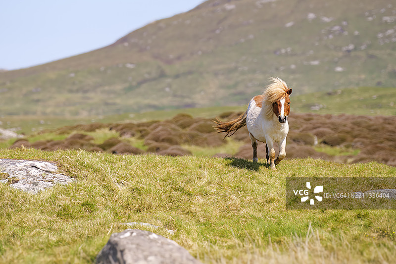 小马在苏伊斯特岛崎岖的风景中漫步图片素材