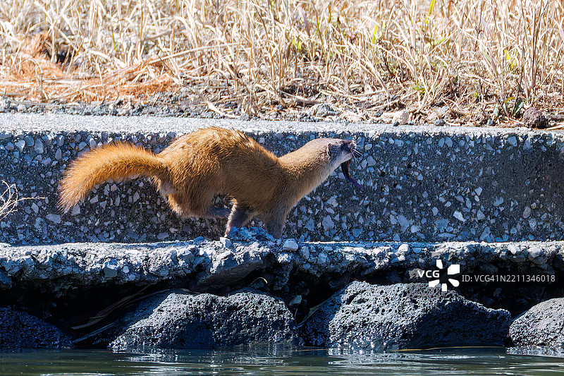一只可爱的日本鼬鼠（Mustela itatsi，鼬科）。它跳入池塘，捕获了一只日本火腹蝾螈（Cynops pyrrhogaster）。东京，伊豆群岛，八丈岛 - 2025年3月1日。图片素材