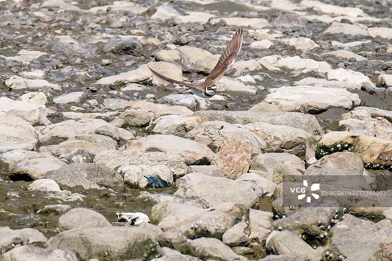 美丽的小环颈鸻，Charadrius dubius，正在拍打翅膀飞起。图片素材