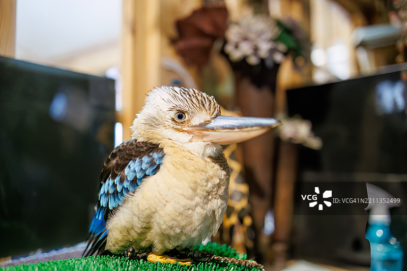 蓝翅笑翠鸟，达克洛·利奇图片素材