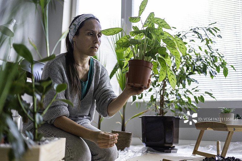 可持续发展、堆肥与家庭园艺。女性为植物换盆。图片素材