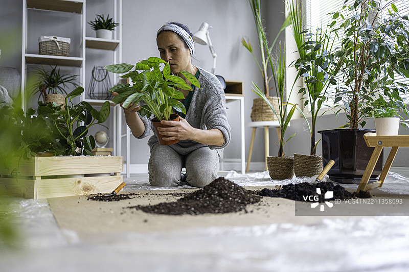 可持续发展、堆肥与家庭园艺。女性为植物换盆。图片素材