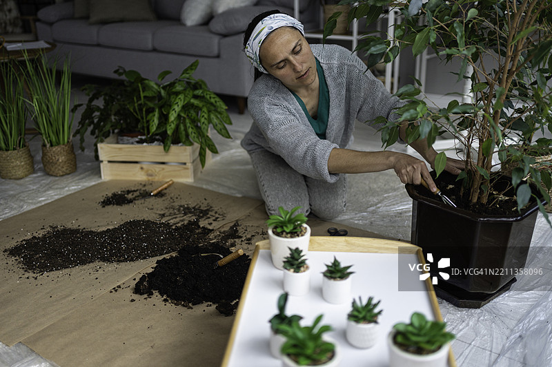 可持续发展、堆肥与家庭园艺。女性为植物换盆。图片素材