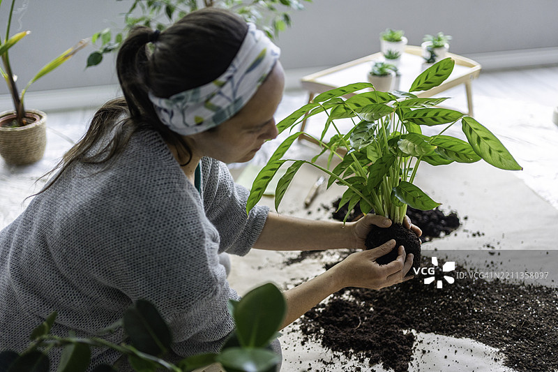 可持续发展、堆肥与家庭园艺。女性为植物换盆。图片素材