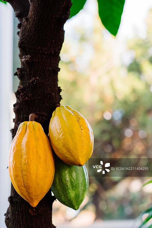 阳光明媚的热带环境中树枝上生长的可可豆图片素材