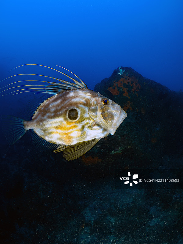 约翰多利鱼在深蓝色的海洋中游泳图片素材