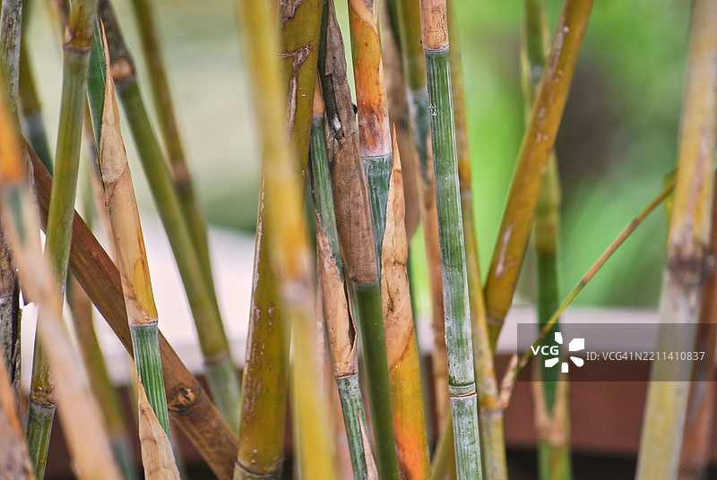 黄色竹干特写，覆盖着竹皮粉。图片素材