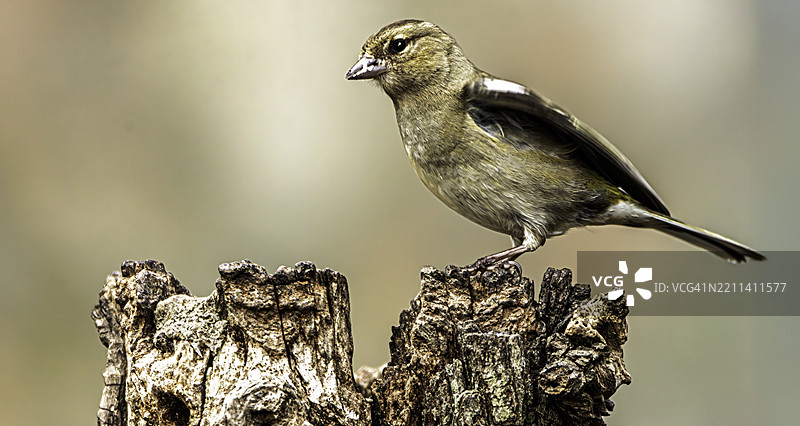 雌性雀雀图片素材