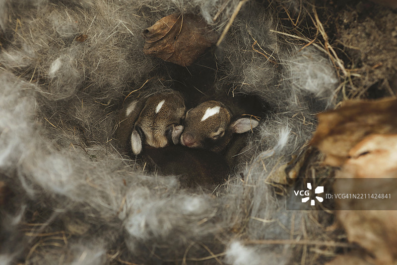 兔子宝宝在巢里图片素材