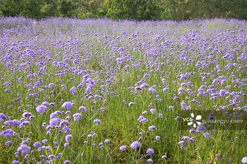 花园中的紫色马鞭草图片素材